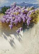 Wisteria in bloom Antonio Mancini